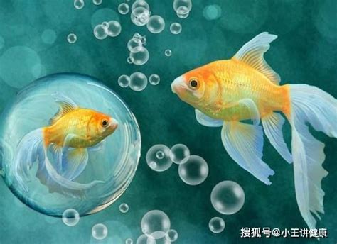 哪種魚最好養|新手養魚看這篇！這幾種魚最好養活不容易死